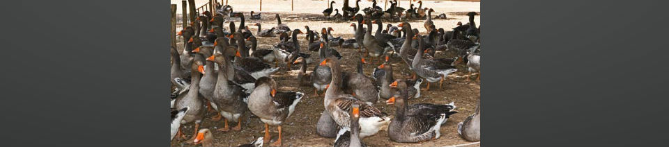 Shearing Enterprises - Anthony Lanes Blog