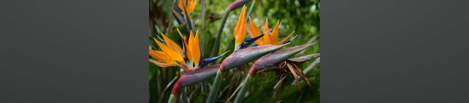 Shearing Enterprises - Anthony Lanes Blog