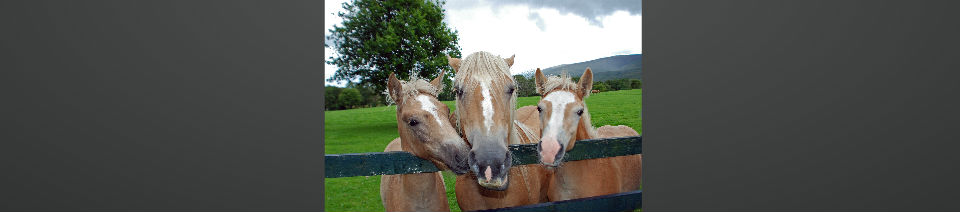 Shearing Enterprises - Anthony Lanes Blog