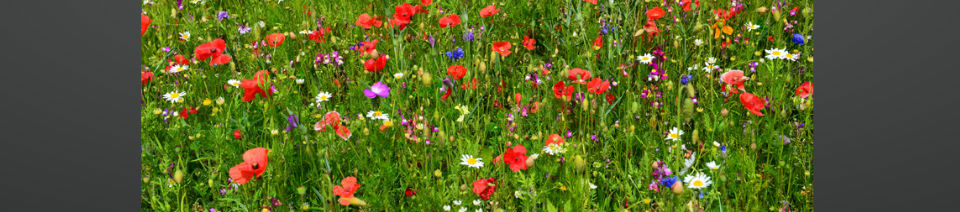 Shearing Enterprises - Anthony Lanes Blog