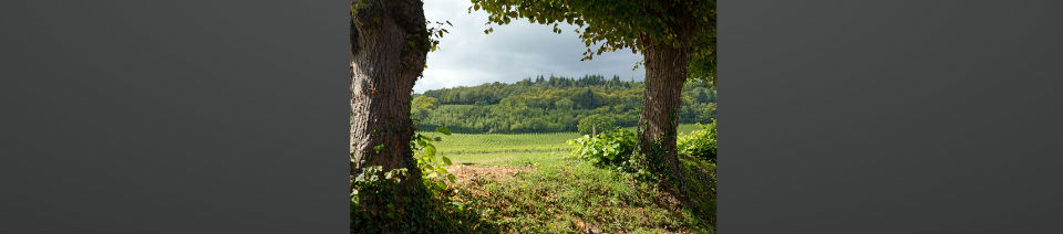 Shearing Enterprises - Anthony Lanes Blog